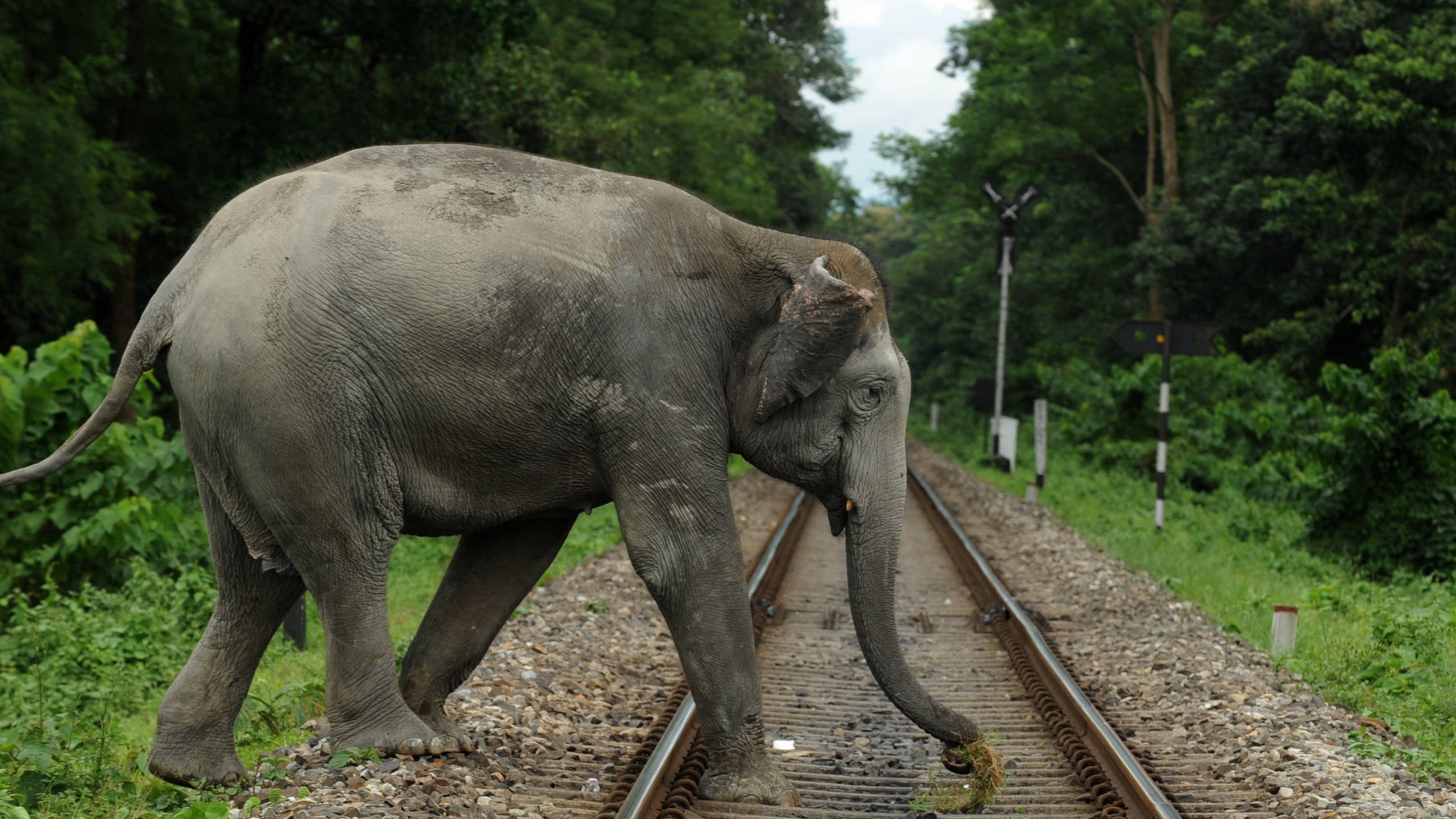Tamil Nadu Forest Department uses AI to prevent elephant-train collisions