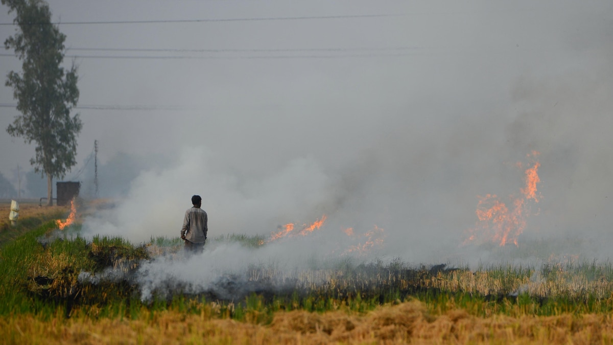 Delhi-NCR chokes in toxic smog: What can be done to improve the AQI Delhi-NCR chokes in toxic smog: What can be done to improve the AQI
