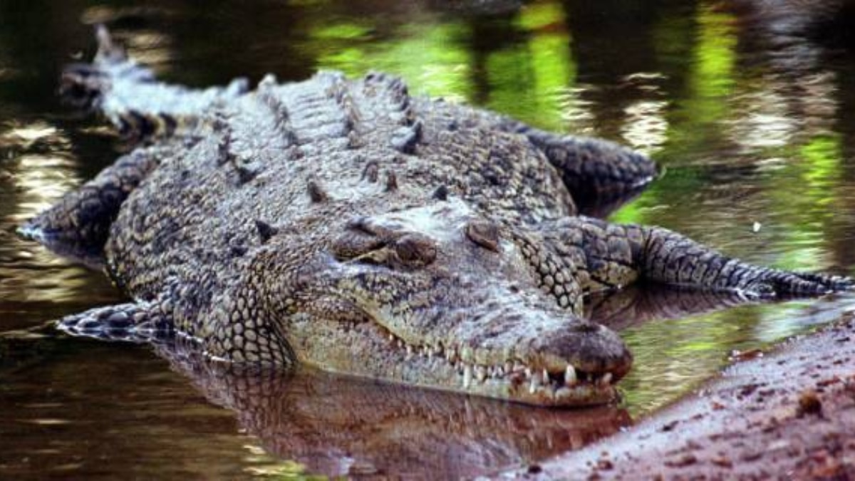 A crocodile attacked an Aussie farmer's leg. He bit its eyelid