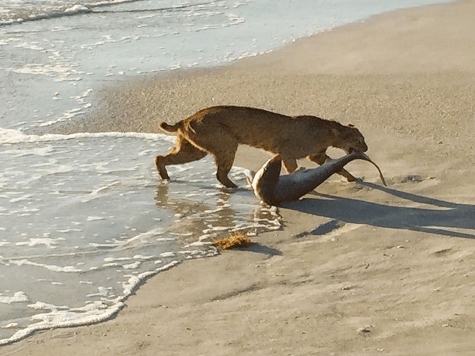 bobcat-story_040915014832.gif