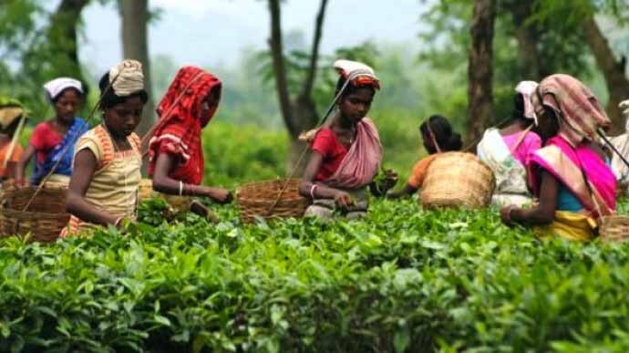 assam-tea-plantation_091115061719.jpg