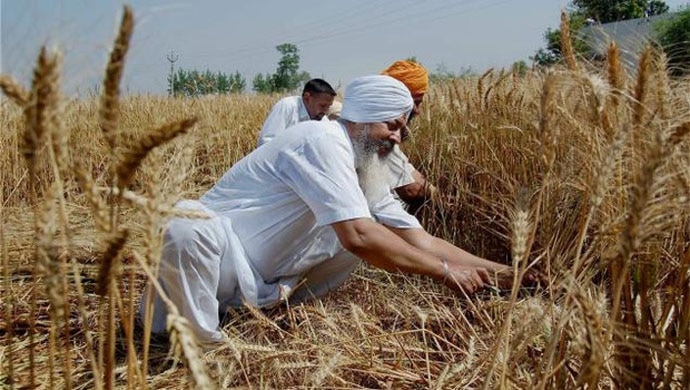 wheat-crop_042716050005.jpg