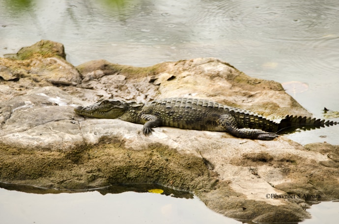 baby-crocodile_060216045406.jpg