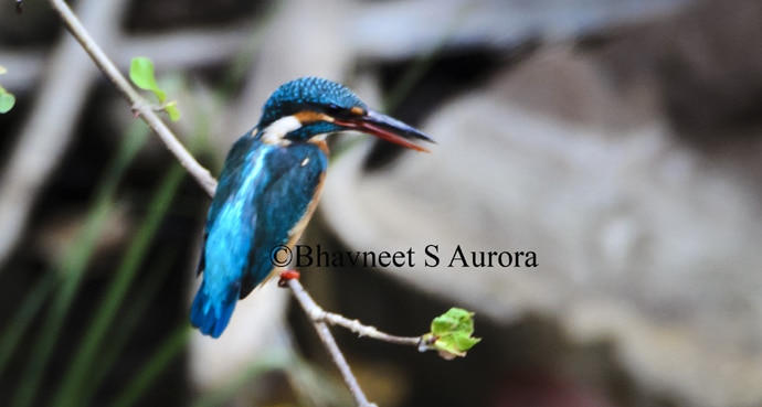 common-kingfisher_ma_060216045623.jpg