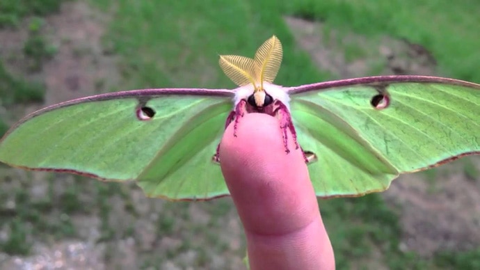 luna-moth_061116104652.jpg