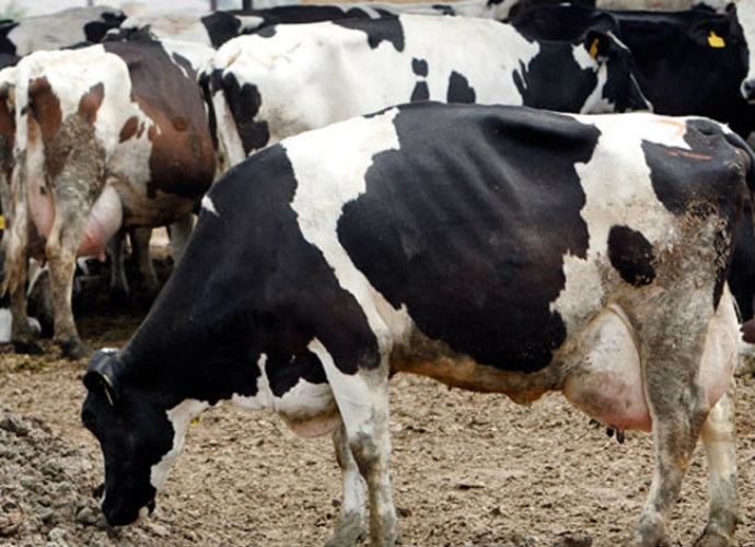 cow_010617091304.jpg