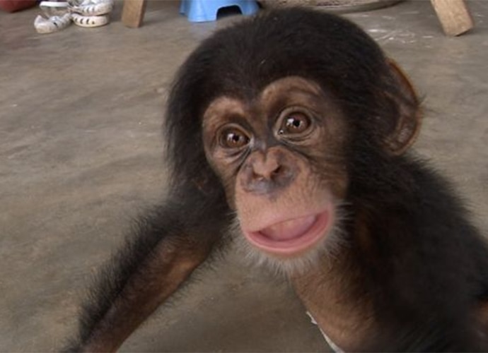 chimp_020217085043.jpg