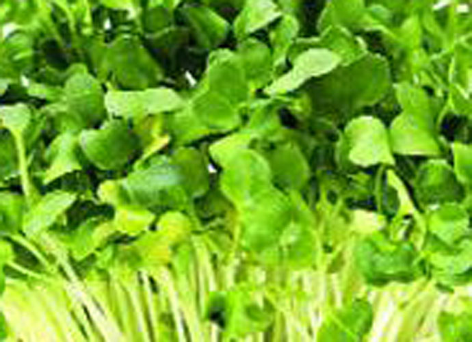 watercress-e,bed_022417064626.jpg