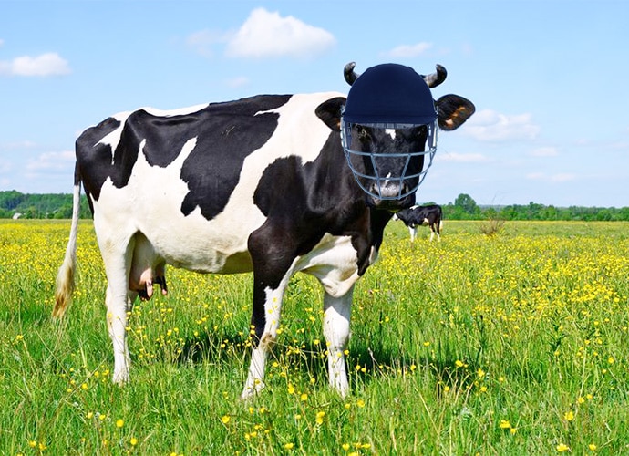 cow-cric_040617111627.jpg