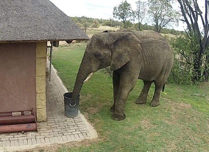 elephant_070717020154.jpg elephant_070717020154.jpg