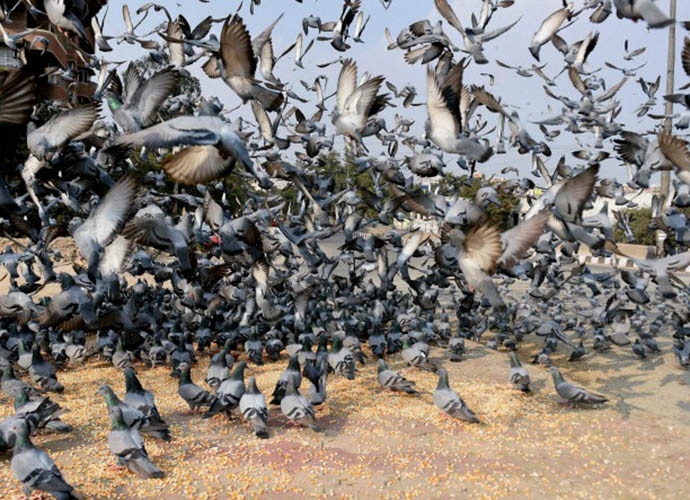 body_112117090615.jpg body_112117090615.jpg