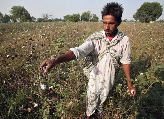 Malwa in Punjab, knows as the state’s cotton belt, uses a very high amount of pesticides, and is known for a high incidence of cancer. Photo: Reuters