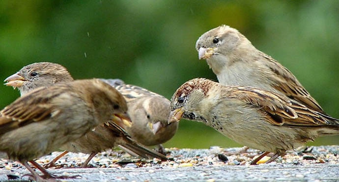 It's World Sparrow Day: What Twitter users tweeted about saving the  tweeting bird