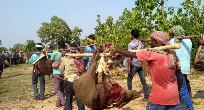 Royal bengal tiger found dead in West Bengal's Lalgarh