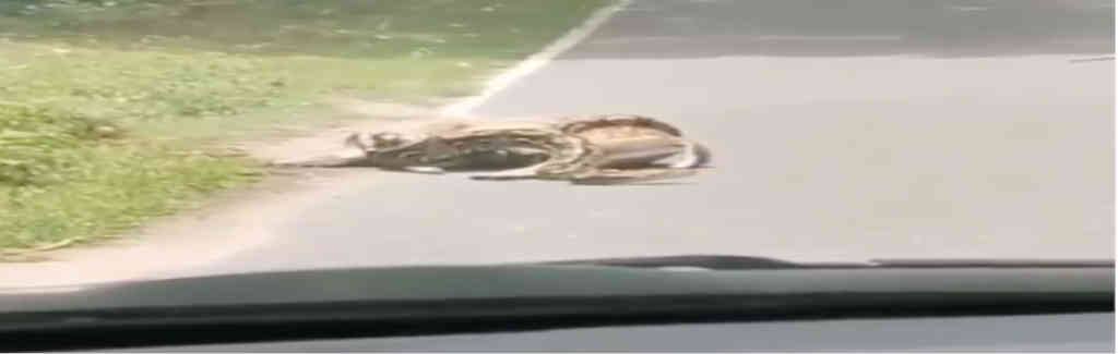 ফ্যাক্ট চেক: নাগপাশে বাধা হরিণের এই ভিডিওটি শিলিগুড়ির নয়