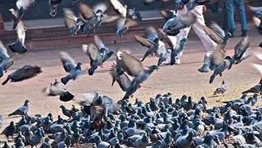 পাখি, পায়রা