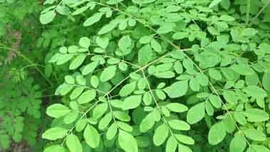 মারিঙ্গা