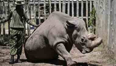 সুদান, বনদপ্তর