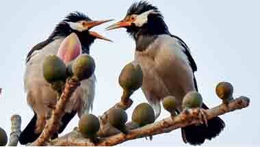 আবহাওয়া পরিবর্তন, পাখিদেখা, বন্যপ্রাণী