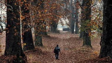 বিশ্ব স্বাস্থ্য সংস্থা, শ্রীনগর, জম্মু কাশ্মীর, পরিবেশ দূষণ