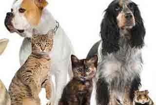 বিড়াল, কুকুর, বার্ডফ্লু, পশুপাখি