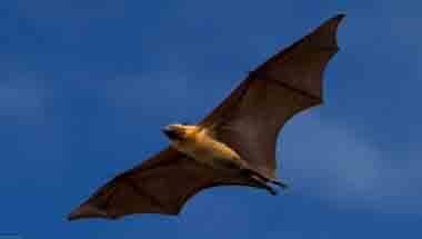 পশ্চিমবঙ্গ, ফ্রুটব্যাট, স্বাস্থ্য পরিষেবা, নিপা ভাইরাস