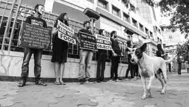 সারমেয়, ভেগান, পশুপ্রেম