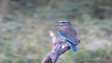 জীববৈচিত্র্য, অভয়ারণ্য, পর্যটক, বন্যপ্রাণ