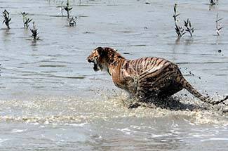 সমুদ্র, মৎস্যজীবী, সুন্দরবন