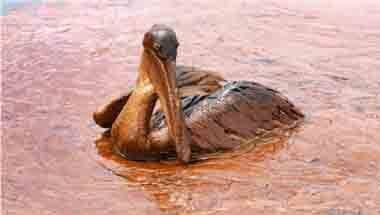 সামুদ্রিক দূষণ, পরিবেশ, বিশ্ব পরিবেশ দিবস, প্রাণিবিজ্ঞান