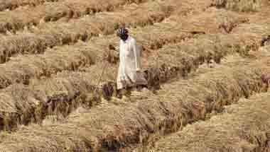 জি জিনপিং, ডোনাল্ড ট্রাম্প, সয়াবিন, বাণিজ্য