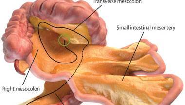 লিওনার্দো দ্য ভিঞ্চি, মেসেনটারি, দেহের নতুন অঙ্গ, স্বাস্থ্য বিজ্ঞান