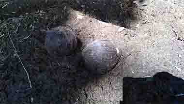 রাজনৈতিক হিংসা, উন্নয়ন, নির্বাচনে হিংসা, পঞ্চায়েত নির্বাচন