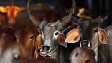 ভোটব্যাঙ্ক, লোকসভা নির্বাচন ২০১৯, আদালতের রায়, গোরক্ষা-গোহত্যা