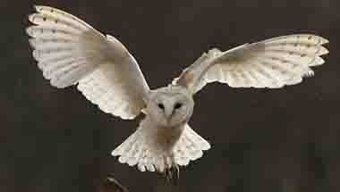 শারদোৎসব, লক্ষ্মীপুজো, কোজাগরী পূর্ণিমা