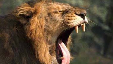 বাঘ, সিংহ, গির অভয়ারণ্য, বিশ্ব বন্যপ্রাণী সপ্তাহ