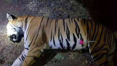 পরিবেশ, মহারাষ্ট্র বনদপ্তর, বন্যপ্রাণ, অবনী