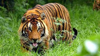 অরণ্যায়ন, অভয়ারণ্য, অবনী, বন্যপ্রাণ