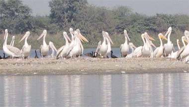 পরিবেশ, বন্যপ্রাণ, পরিযায়ী পাখি