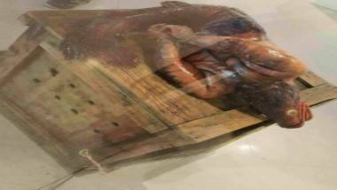 কুসংস্কার, মৎস্যকন্যা, ফ্যাক্ট চেক