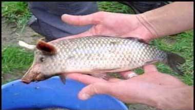 ফ্যাক্ট চেক: ত্রিপুরার নদীতে মিললো বিরল প্রজাতির মাছ