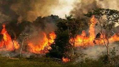 ম্যাকরন থেকে লিওনার্দো, হলিউড থেকে বলিউড, আমাজন আগুনের বিভ্রান্তিকর ছবি শেয়ার