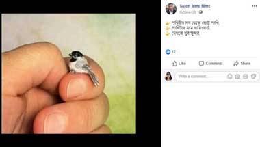 ফ্যাক্ট চেক: এই সেই ছোট্ট পাখি হামিং?