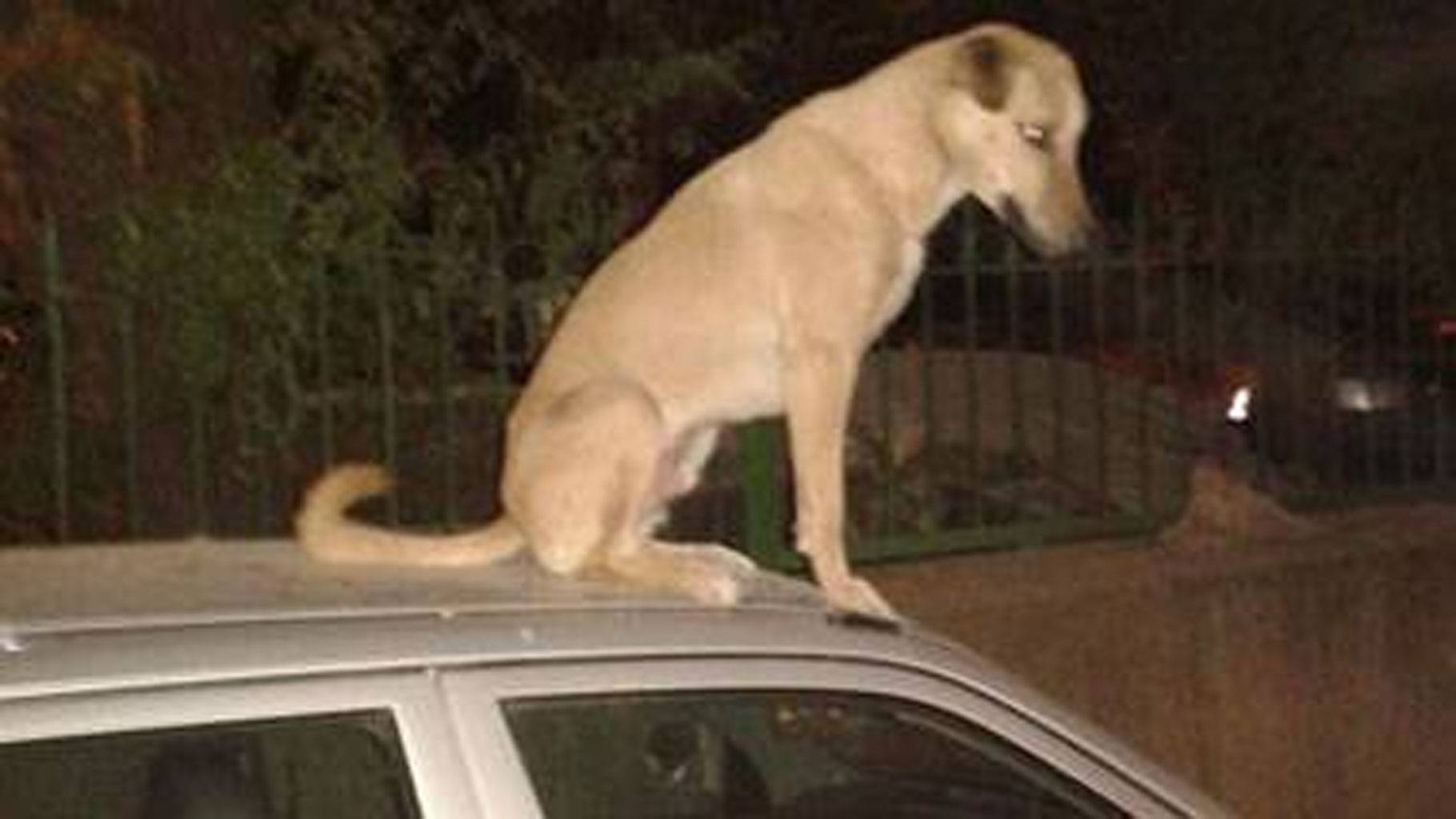 Why do dogs love to climb on top of cars?