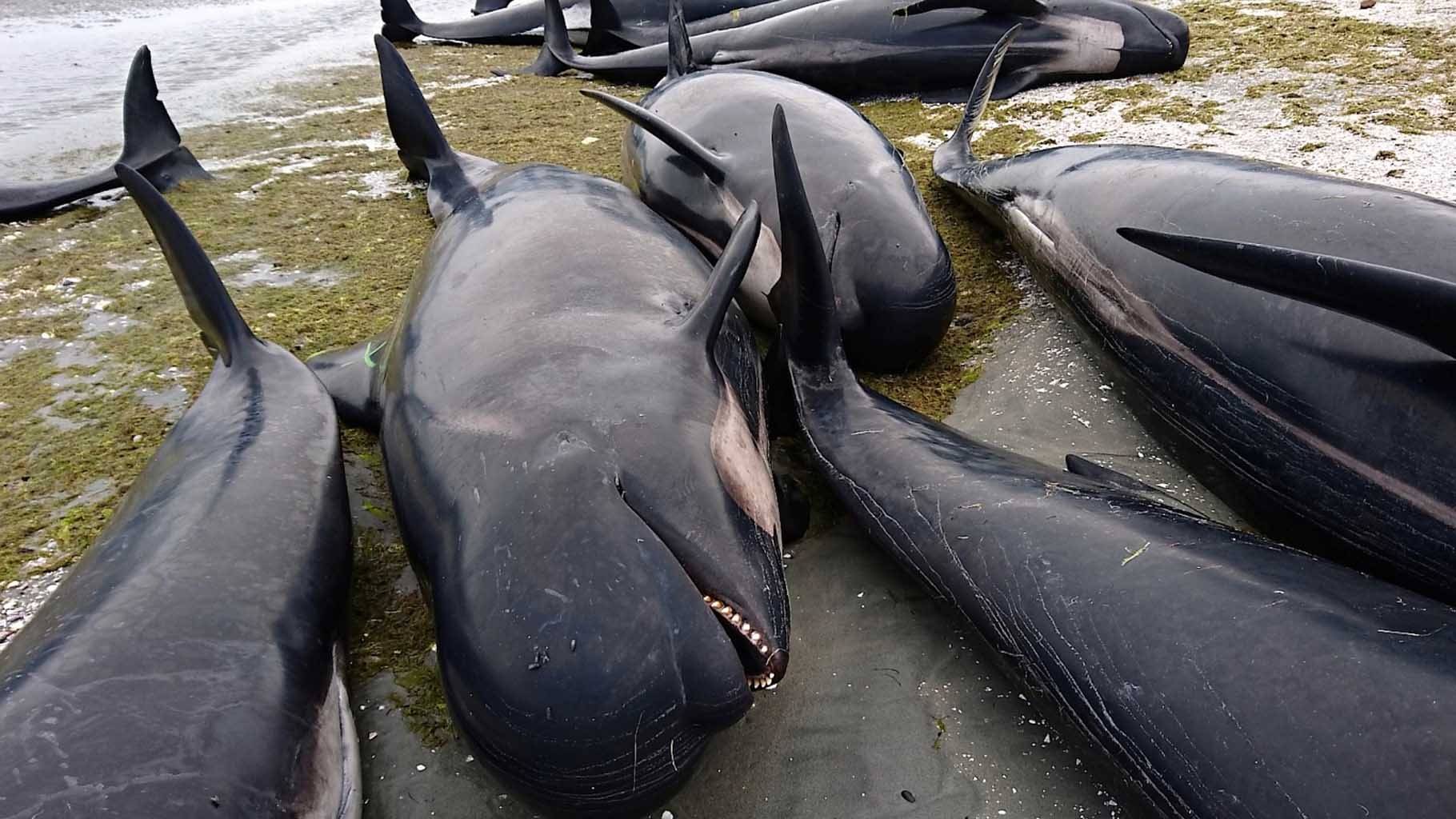 Why beaching of whales and dolphins should worry us all