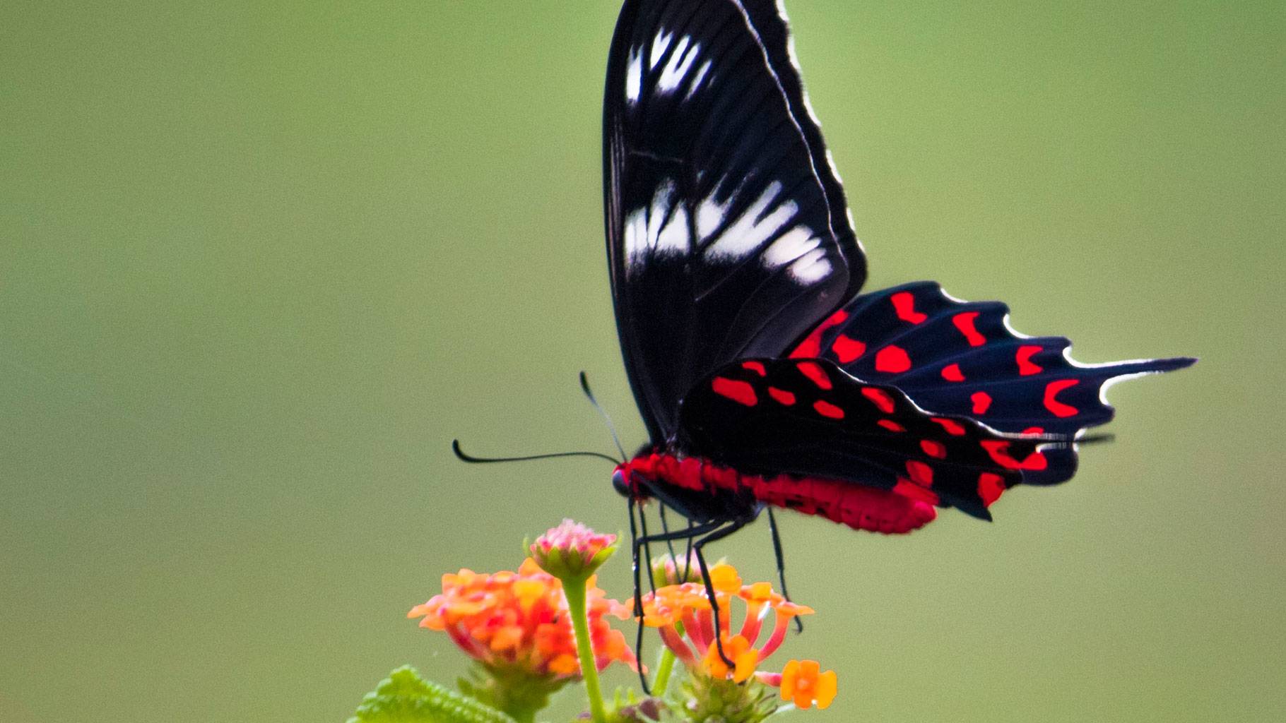 Why India is 70 years behind in understanding its butterflies