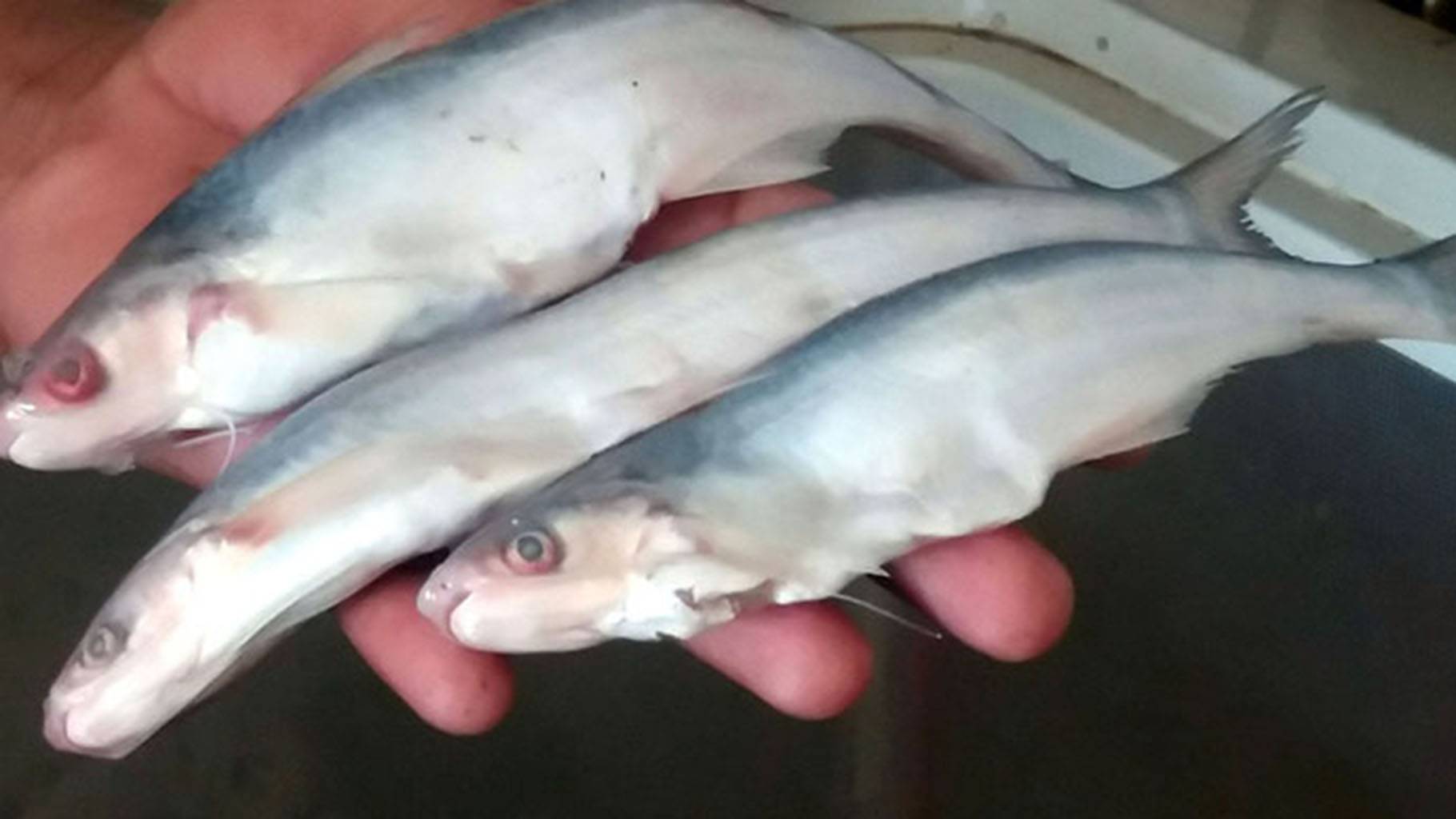 How climate change threatens Pakistan's indigenous fish Sher Mahi