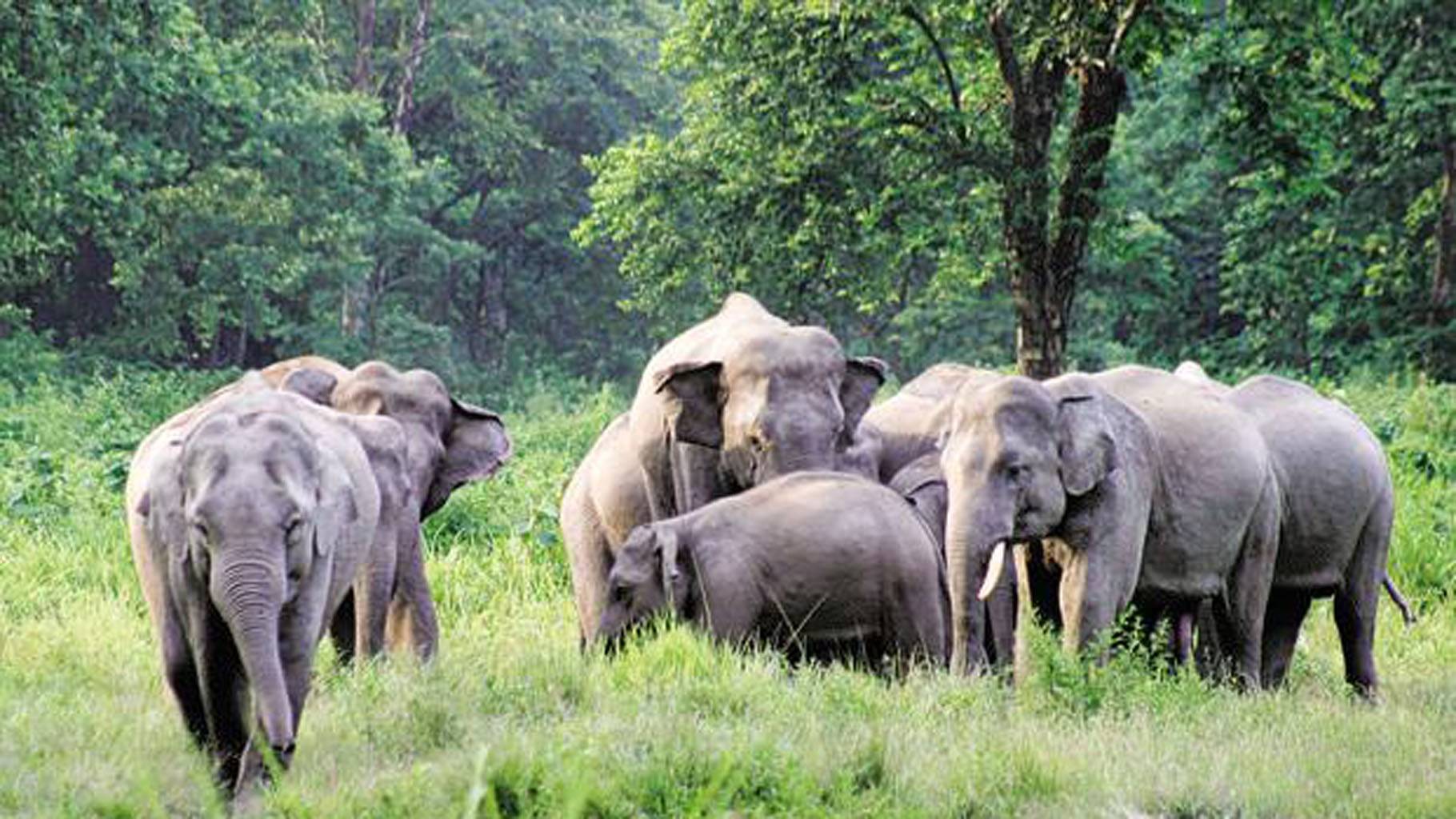 Why we urgently need to provide elephants alternate routes to move about