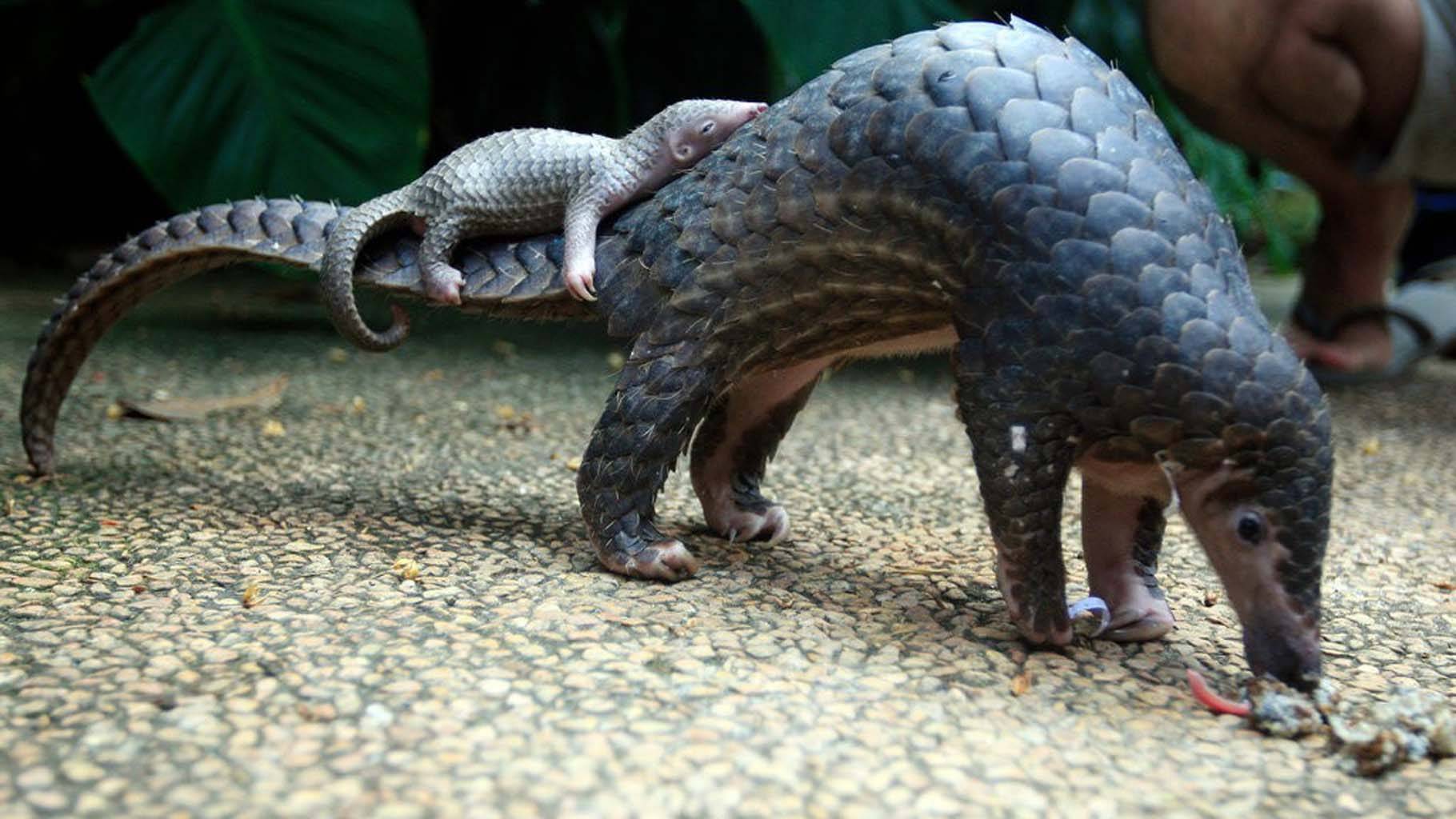 Téléchargement gratuit Images The Pangolin Races Against Time Even As Humans Spare No Cruel le plus cool par