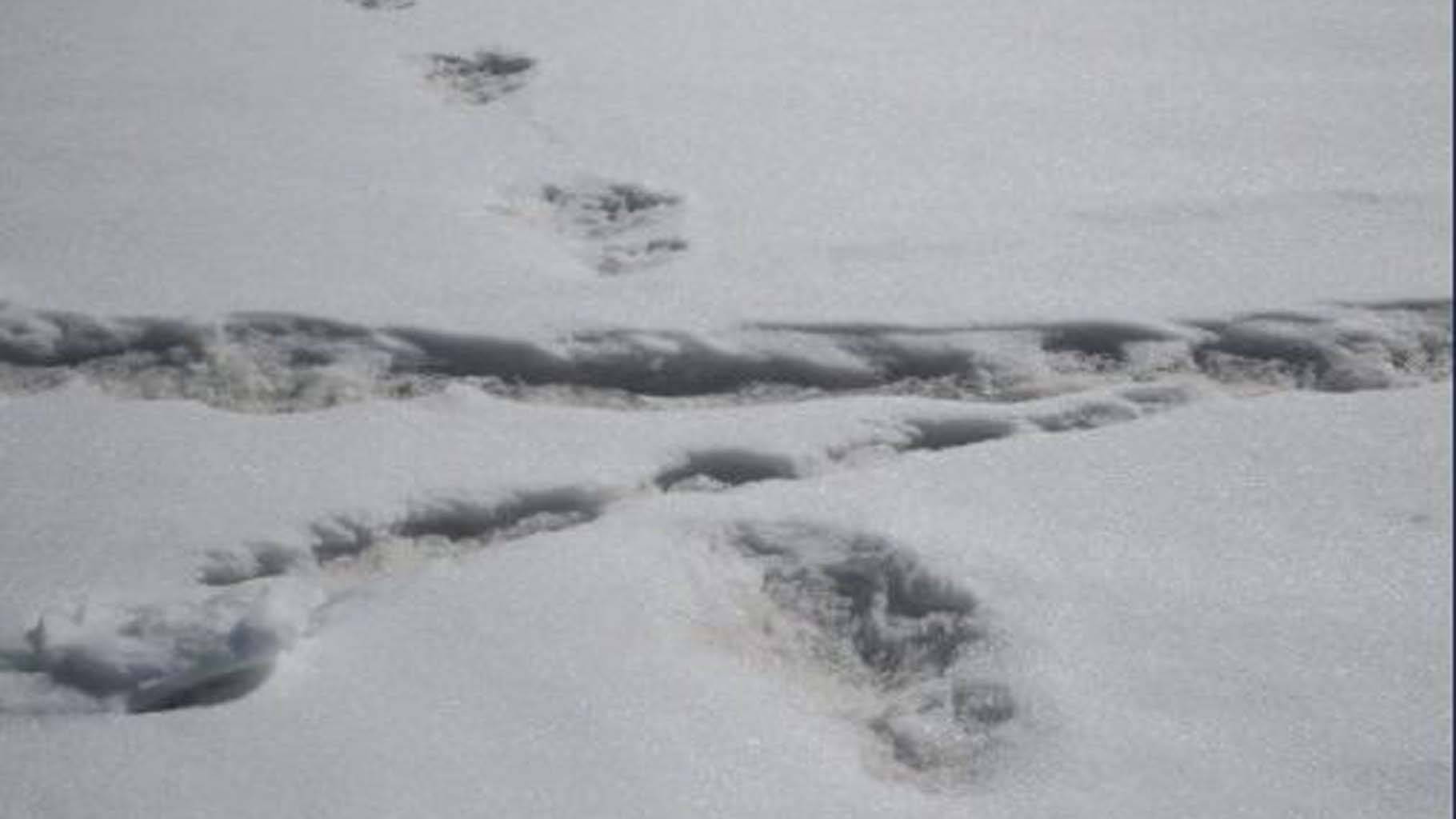 Run away, Yeti Why the Indian Army sighting 'Yeti footprints' is not